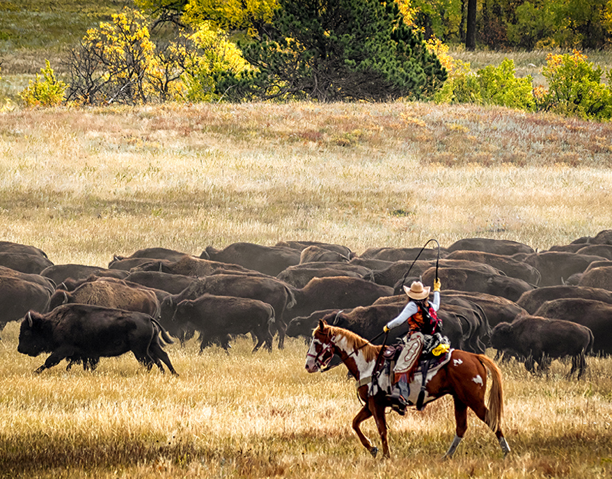 Buffalo Roundup near Firehouse Campground in Hill City, SD